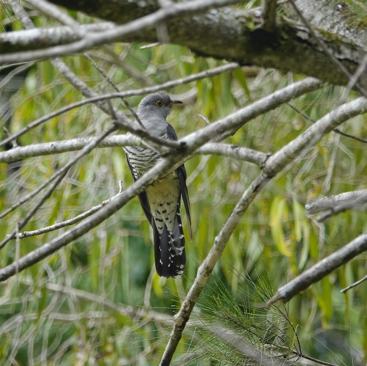 Oriental Cuckoo - ML148935321