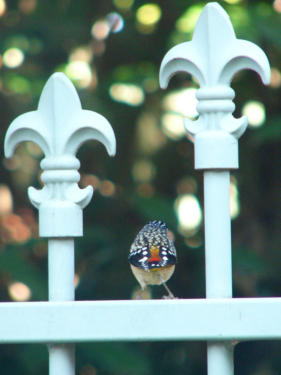 Spotted Pardalote - ML148936021