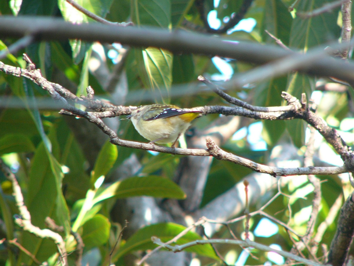 Fleckenpanthervogel - ML148936241