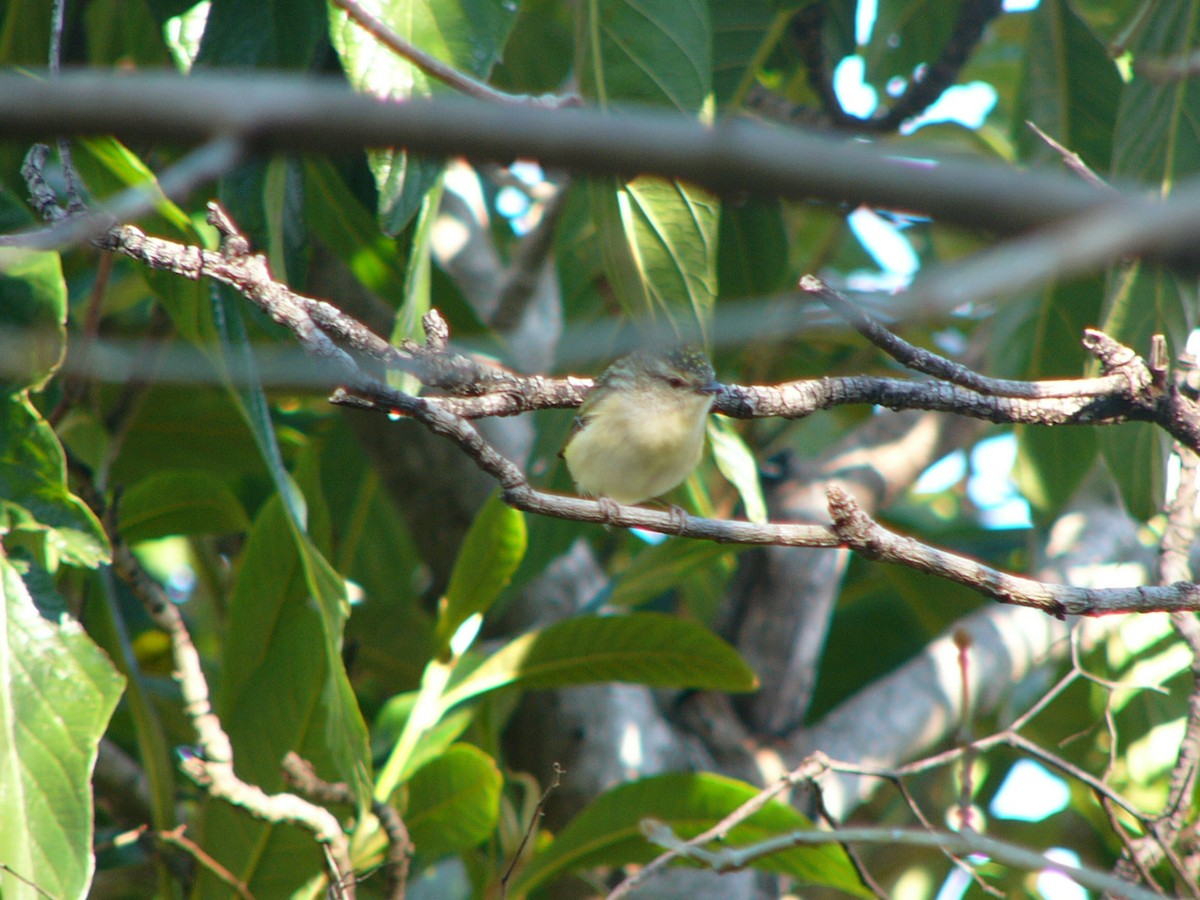 Fleckenpanthervogel - ML148936251