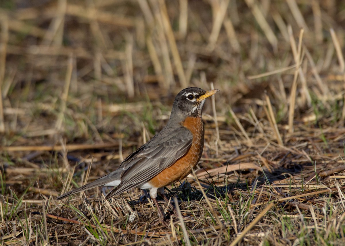 American Robin - ML148936261