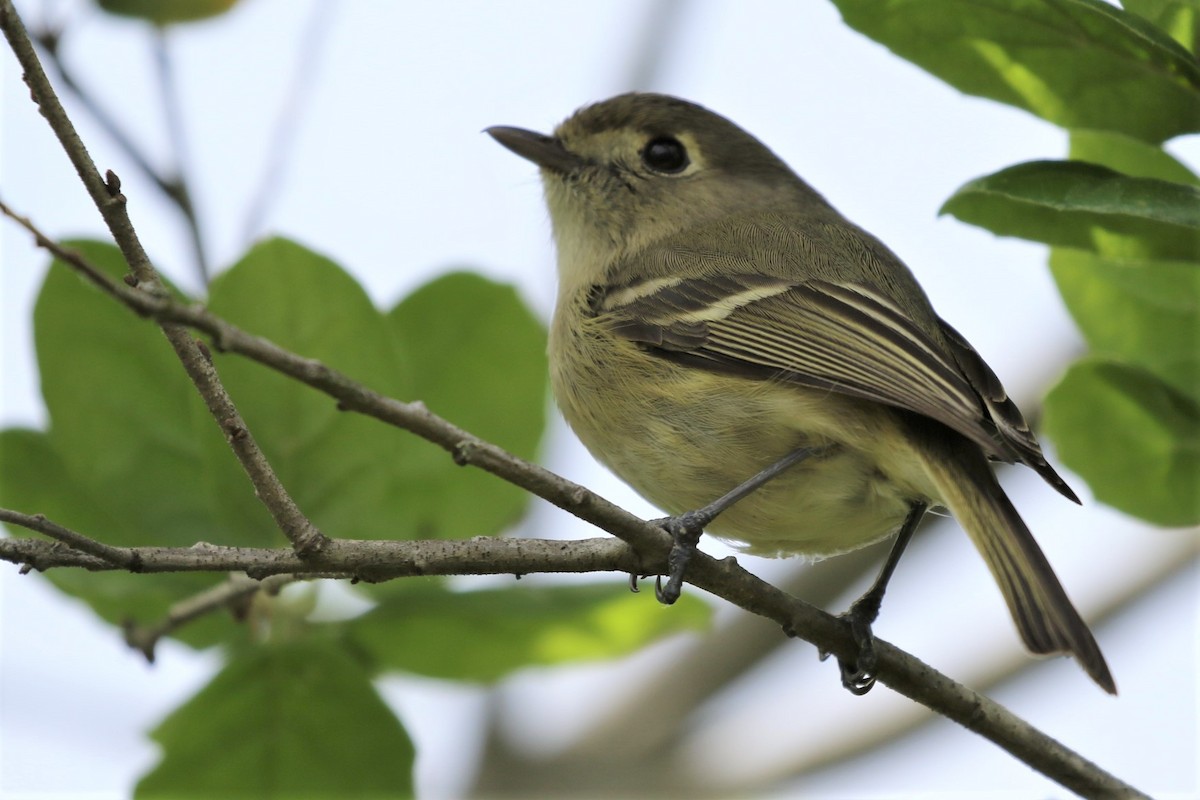 Huttonvireo - ML148937791