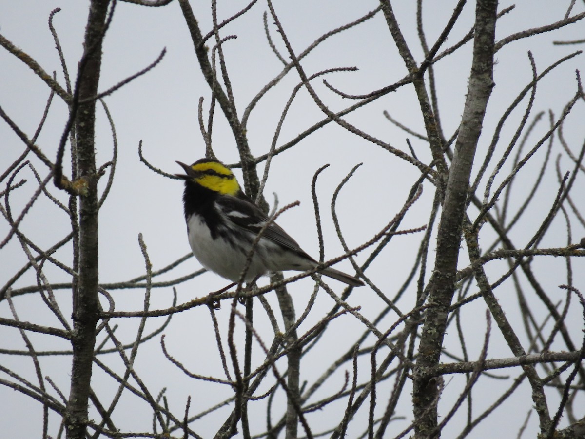 Golden-cheeked Warbler - ML148938571