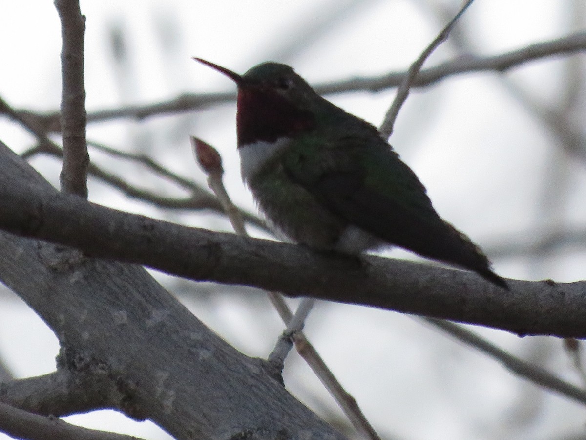 Broad-tailed Hummingbird - ML148941191