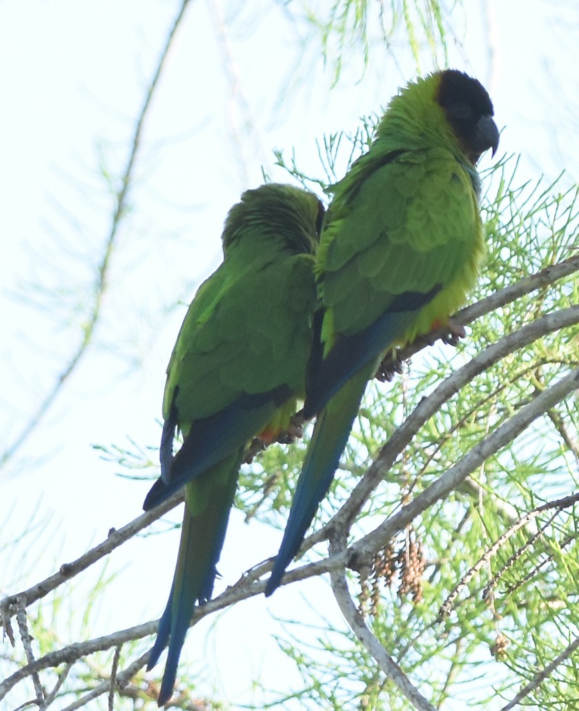 Nanday Parakeet - ML148943691