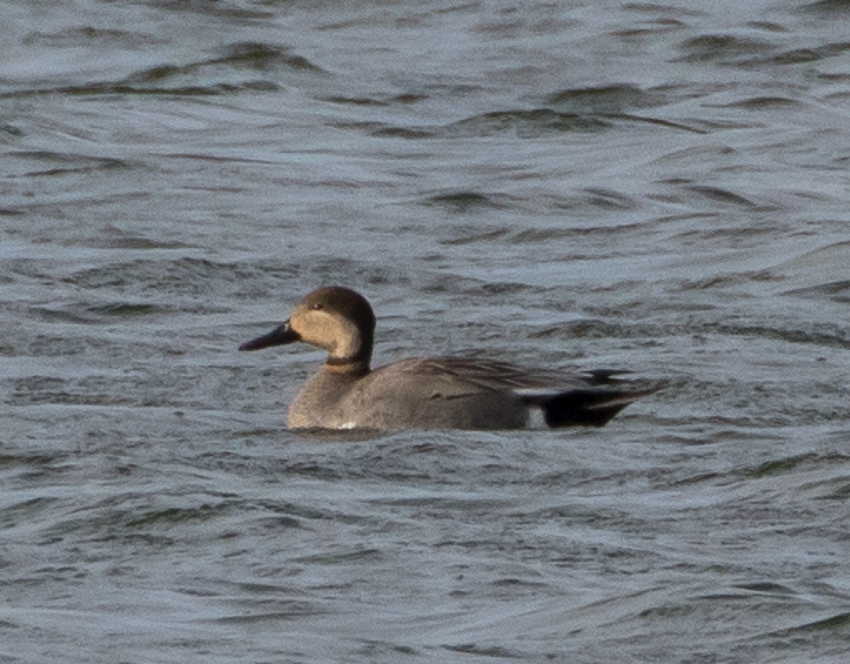 Gadwall x Northern Pintail (hybrid) - ML148944371