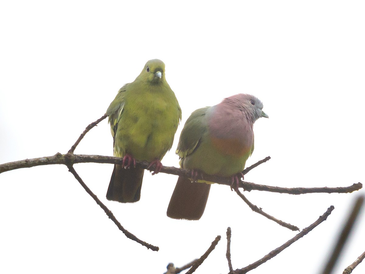 Розовошейный зелёный голубь - ML148945201