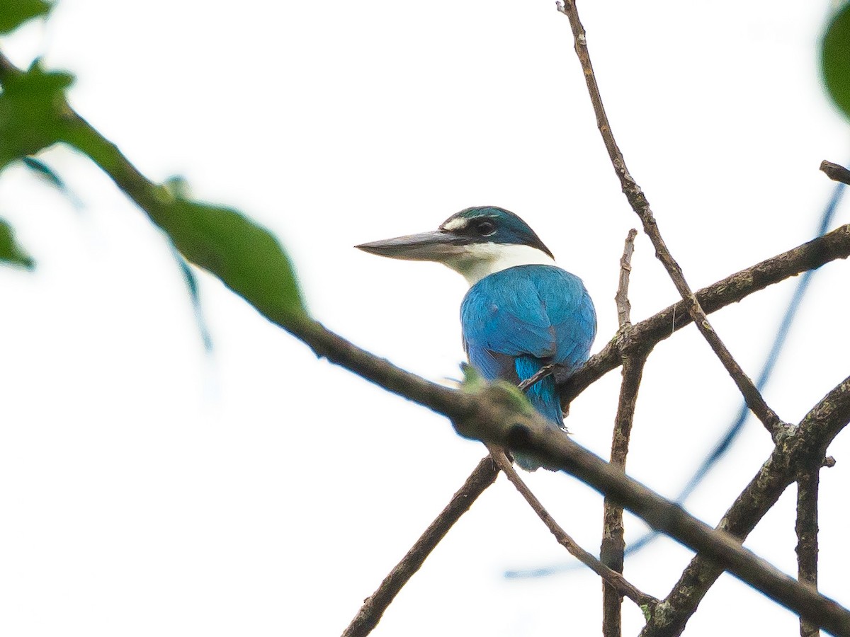 Collared Kingfisher - ML148945261