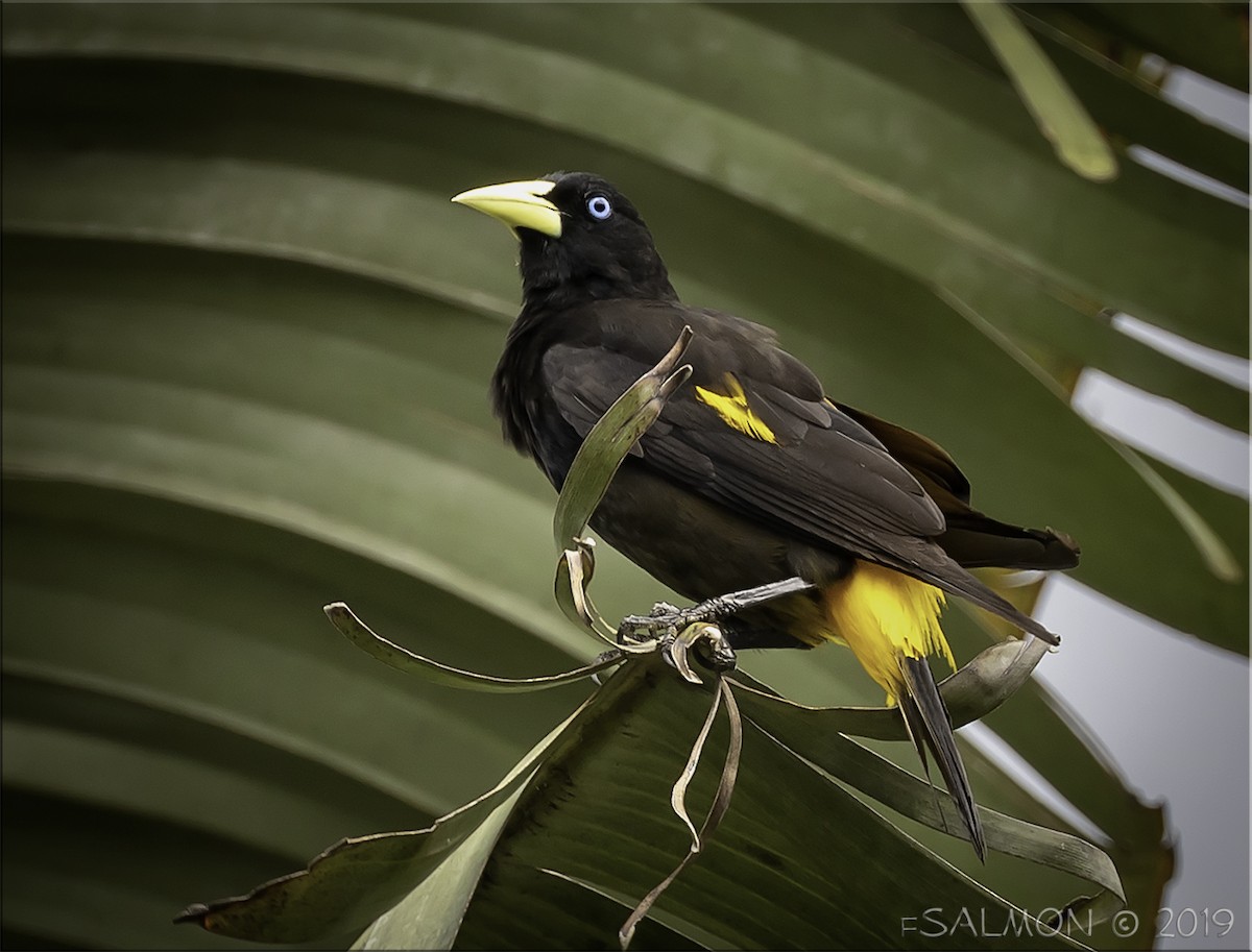 Yellow-rumped Cacique - ML148946501