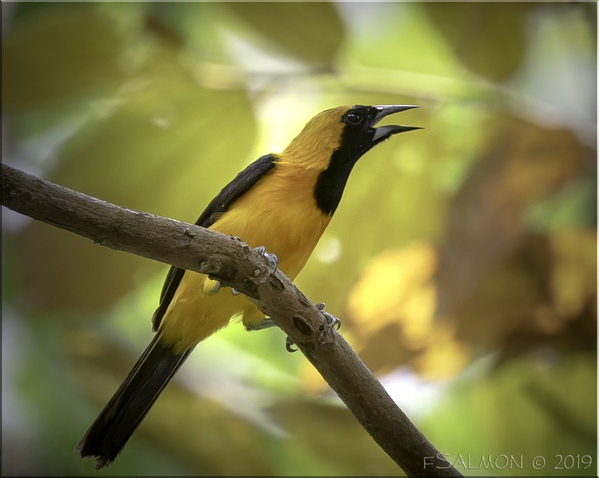 Yellow-backed Oriole - ML148946711