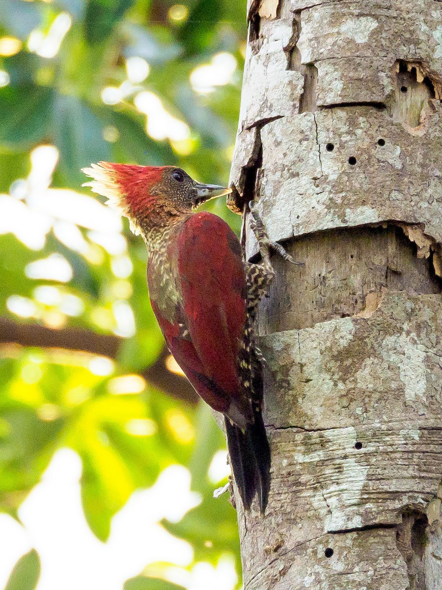 Banded Woodpecker - ML148947621