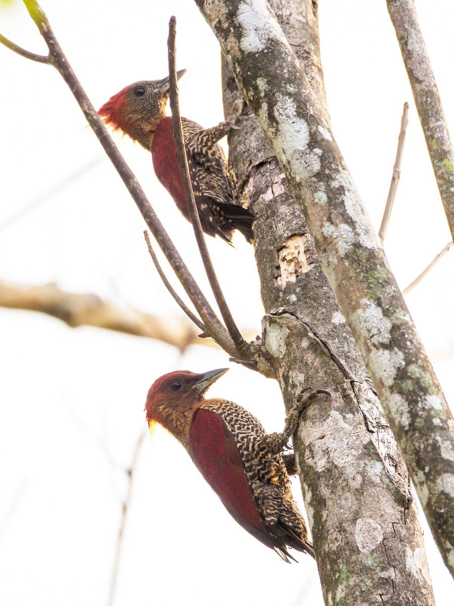 Banded Woodpecker - ML148947691