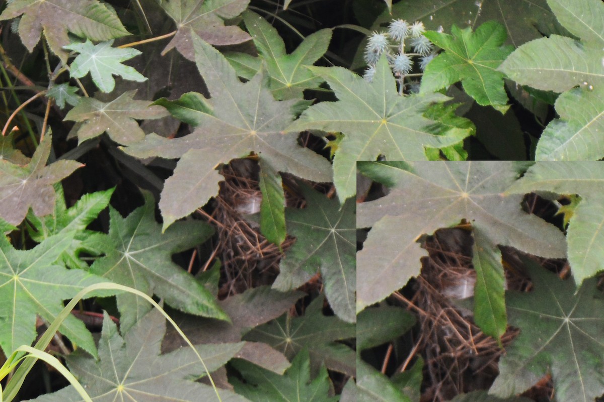 Light-vented Bulbul (formosae/orii) - Jhih-Wei (志偉) TSAI (蔡)