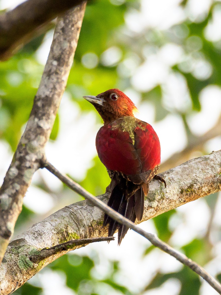 Banded Woodpecker - ML148948931