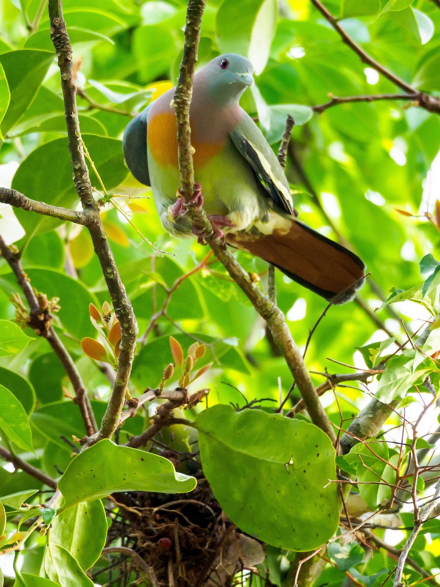 Pink-necked Green-Pigeon - ML148949551