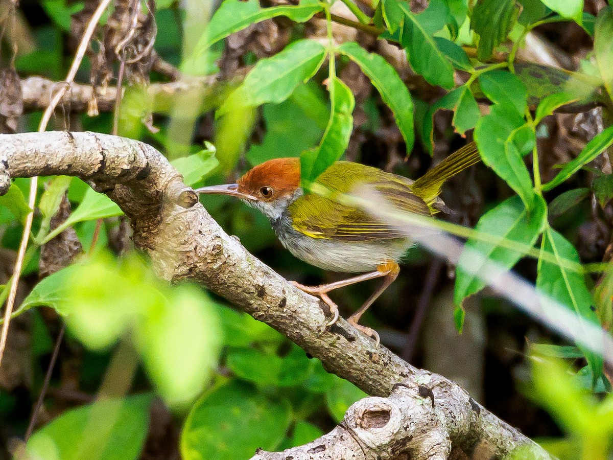 Dark-necked Tailorbird - ML148949681