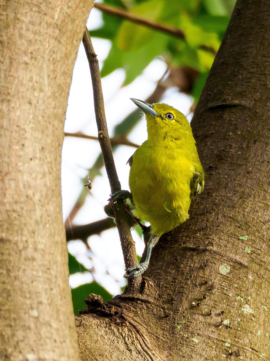 Common Iora - ML148949711