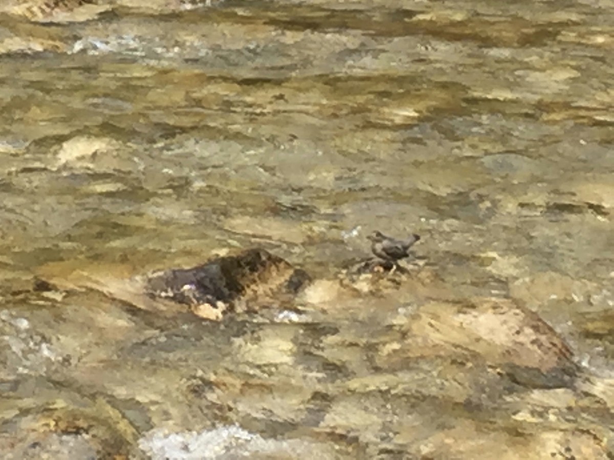 American Dipper - ML148949881