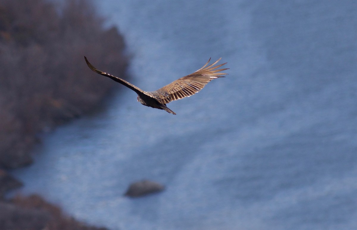 Turkey Vulture - ML148950071