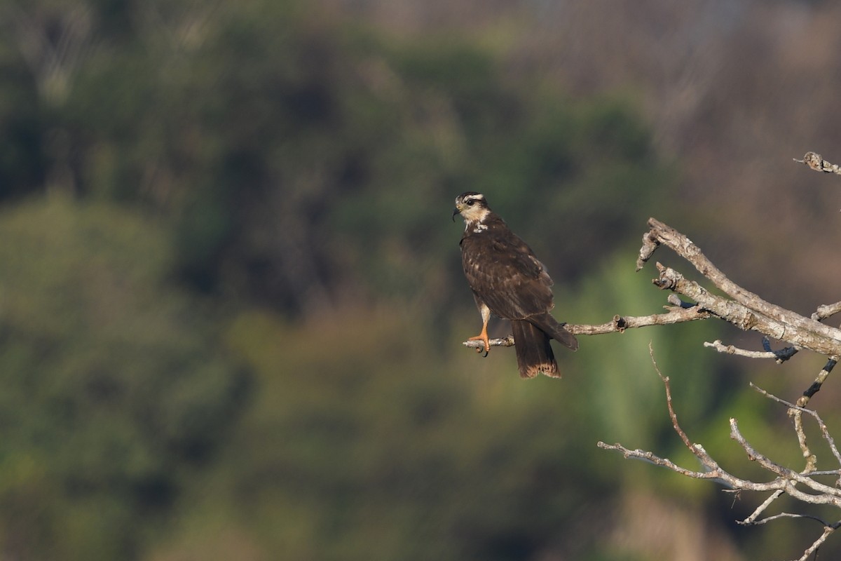 Snail Kite - ML148950421