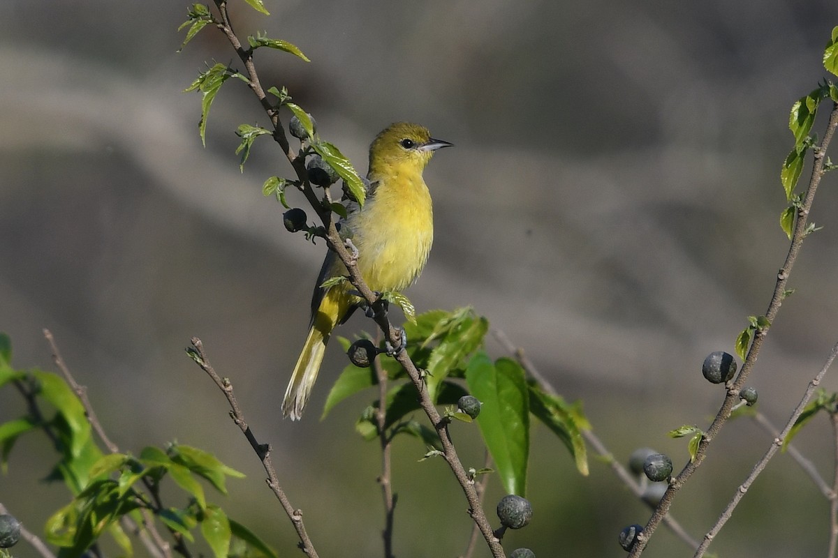 Orchard Oriole - Steve Heinl