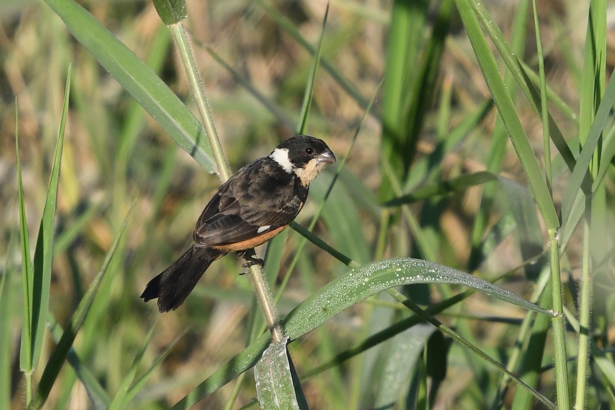 Cinnamon-rumped Seedeater - Steve Heinl