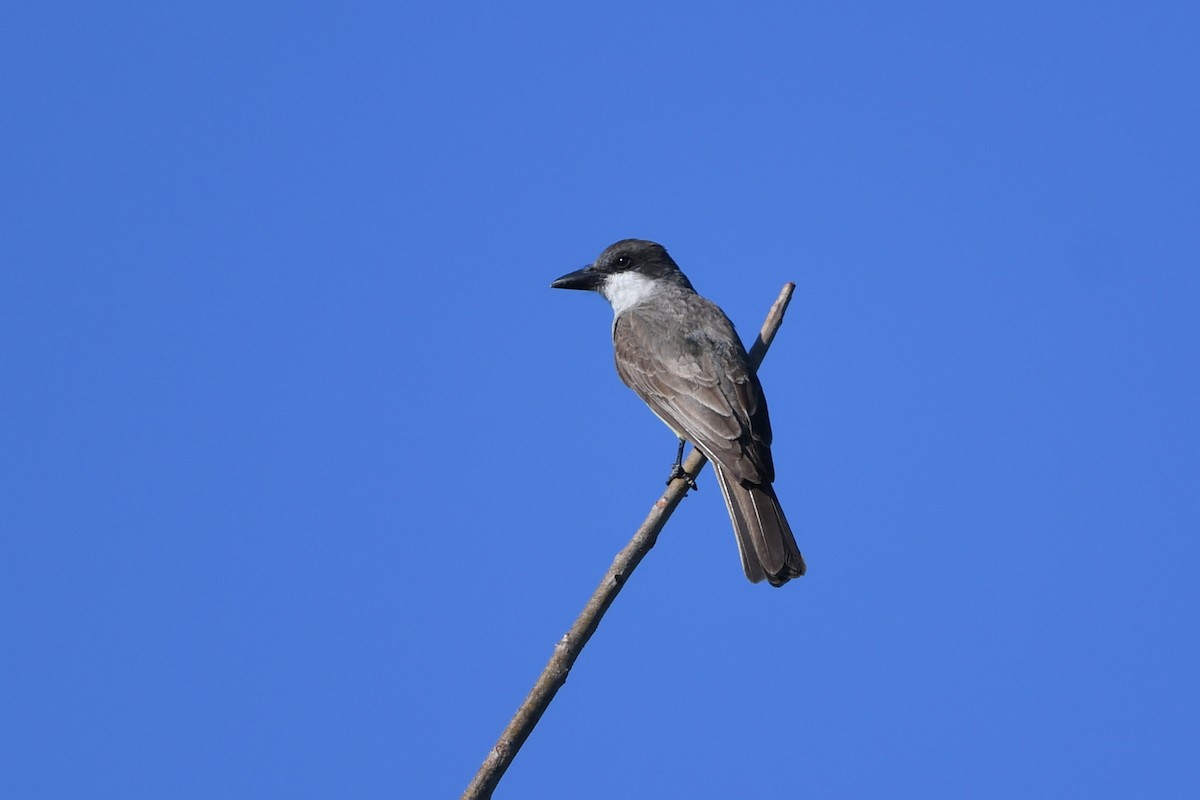 Thick-billed Kingbird - Steve Heinl