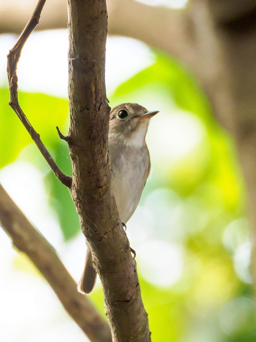 Asian Brown Flycatcher - Karyne Wee