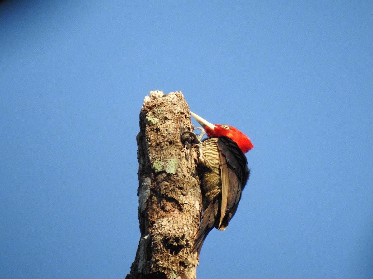 Pale-billed Woodpecker - ML148950931