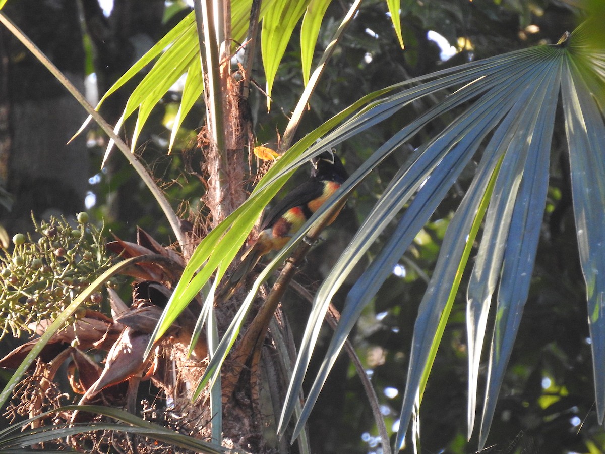 Collared Aracari - Nicola Cendron