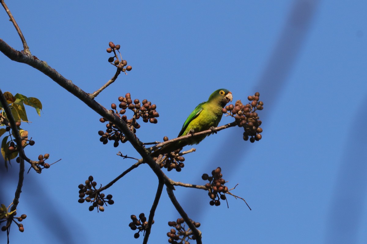 Orange-fronted Parakeet - ML148954191