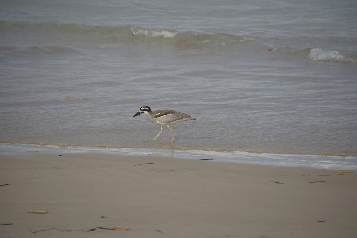 Beach Thick-knee - ML148954491