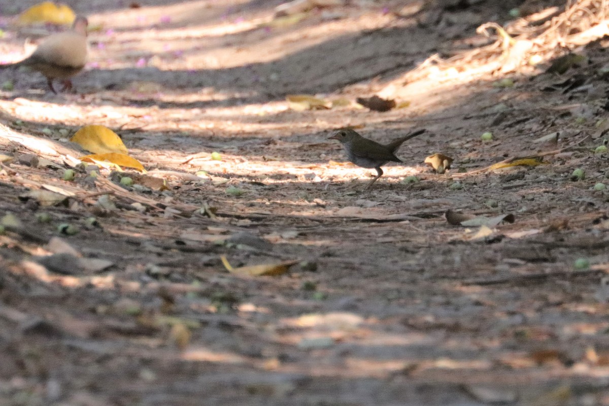 Orange-billed Nightingale-Thrush - Chuck Gates