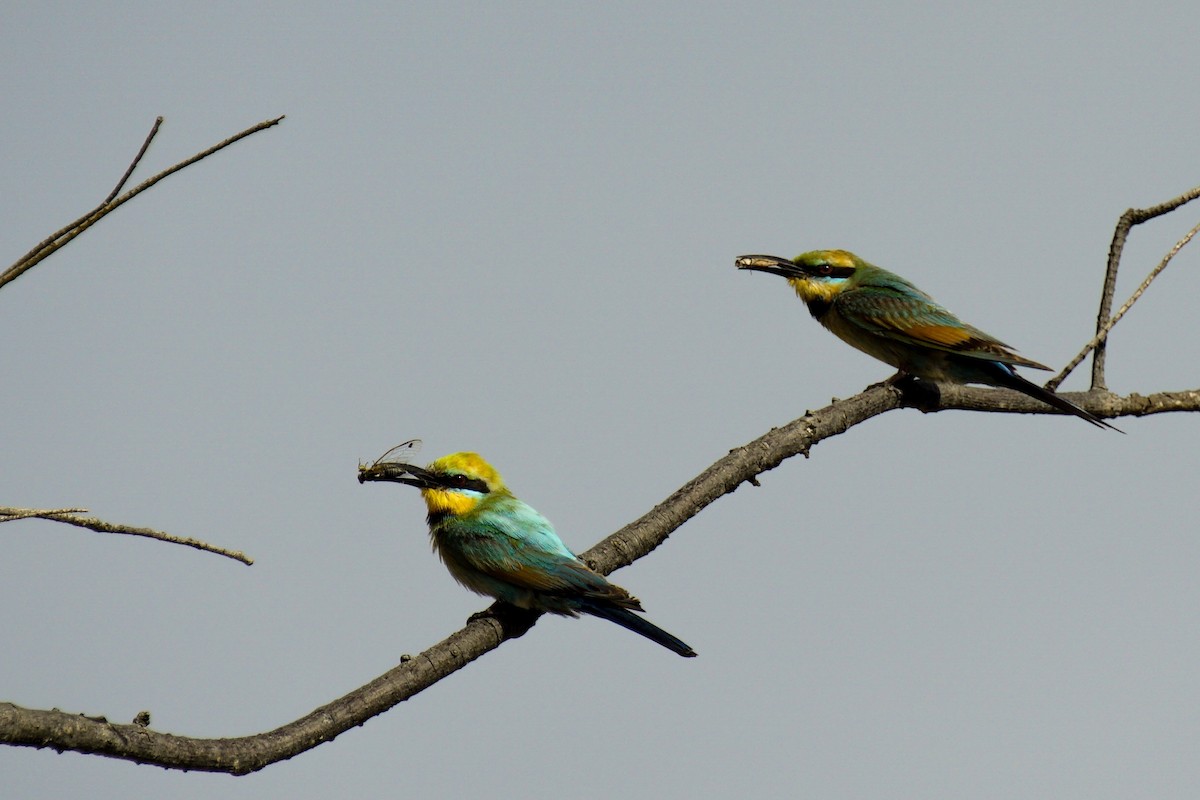 Rainbow Bee-eater - ML148954831