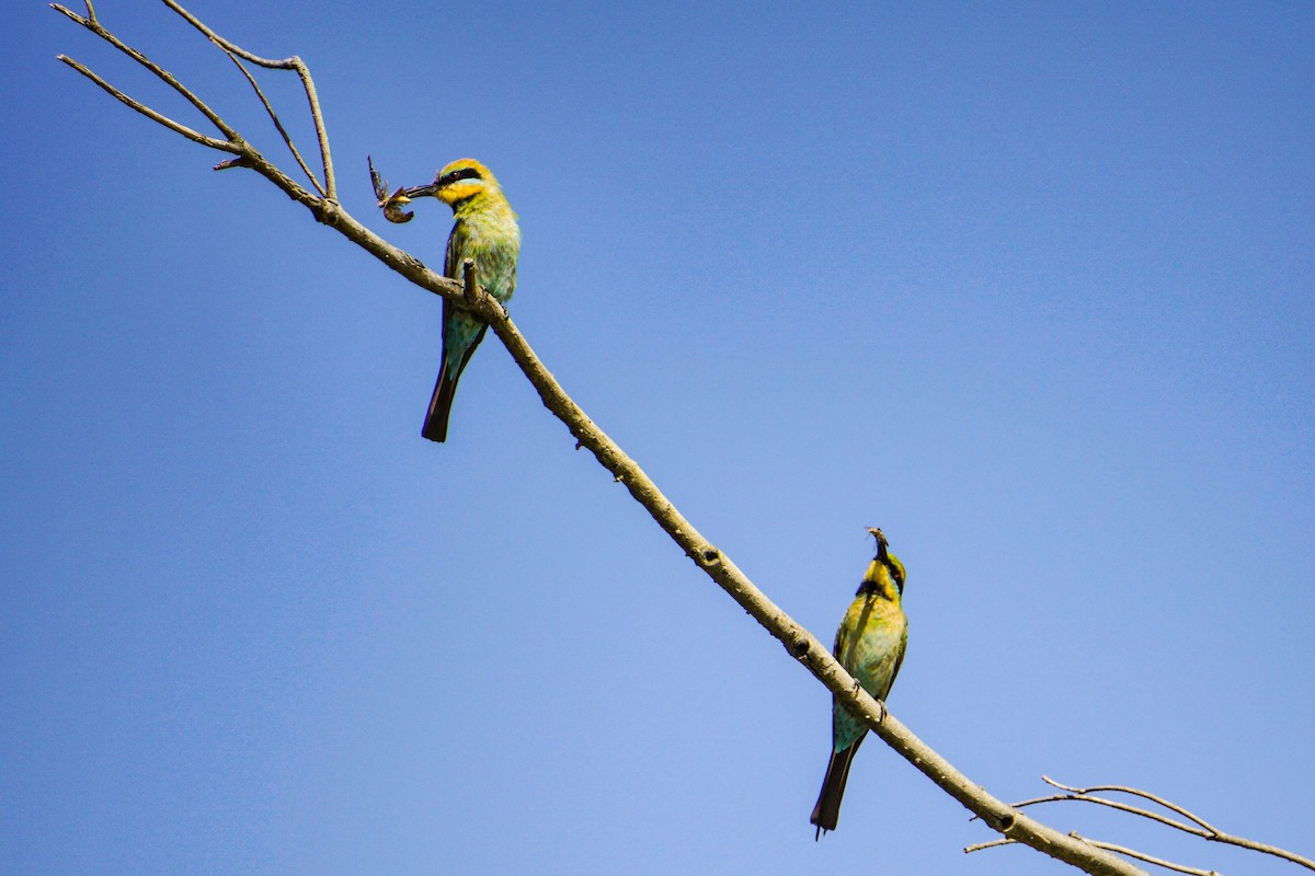 Rainbow Bee-eater - ML148954851