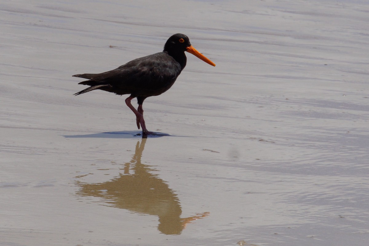 Sooty Oystercatcher - ML148955171