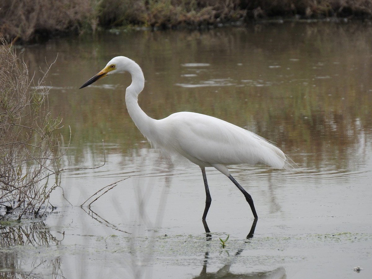 Medium Egret - Vlad Sladariu