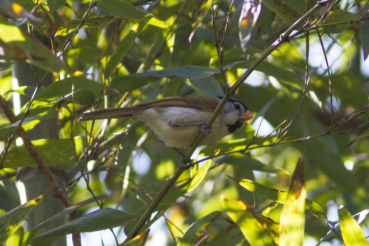 Gray-headed Parrotbill - ML148955921