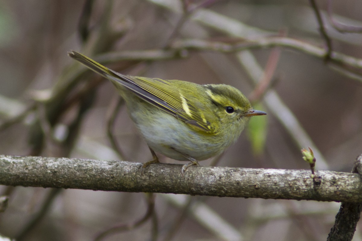 Hartert's Leaf Warbler - Paul Hyde