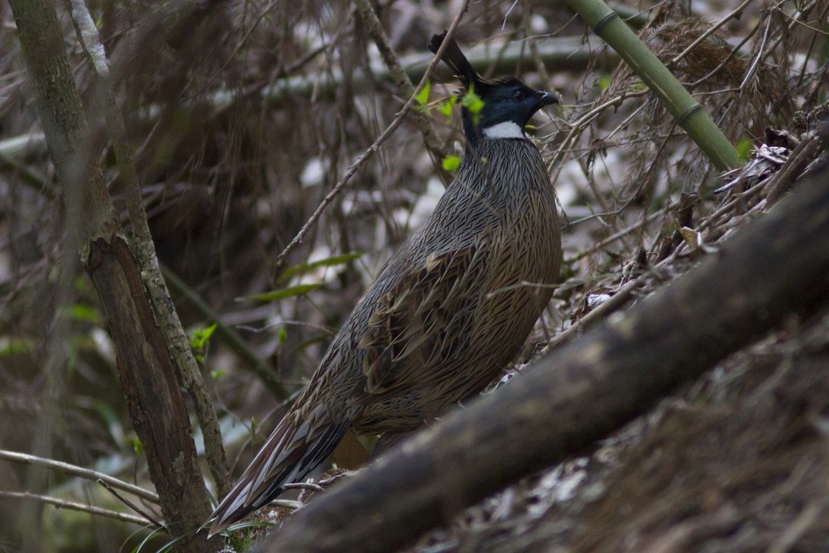 Koklass Pheasant - Paul Hyde