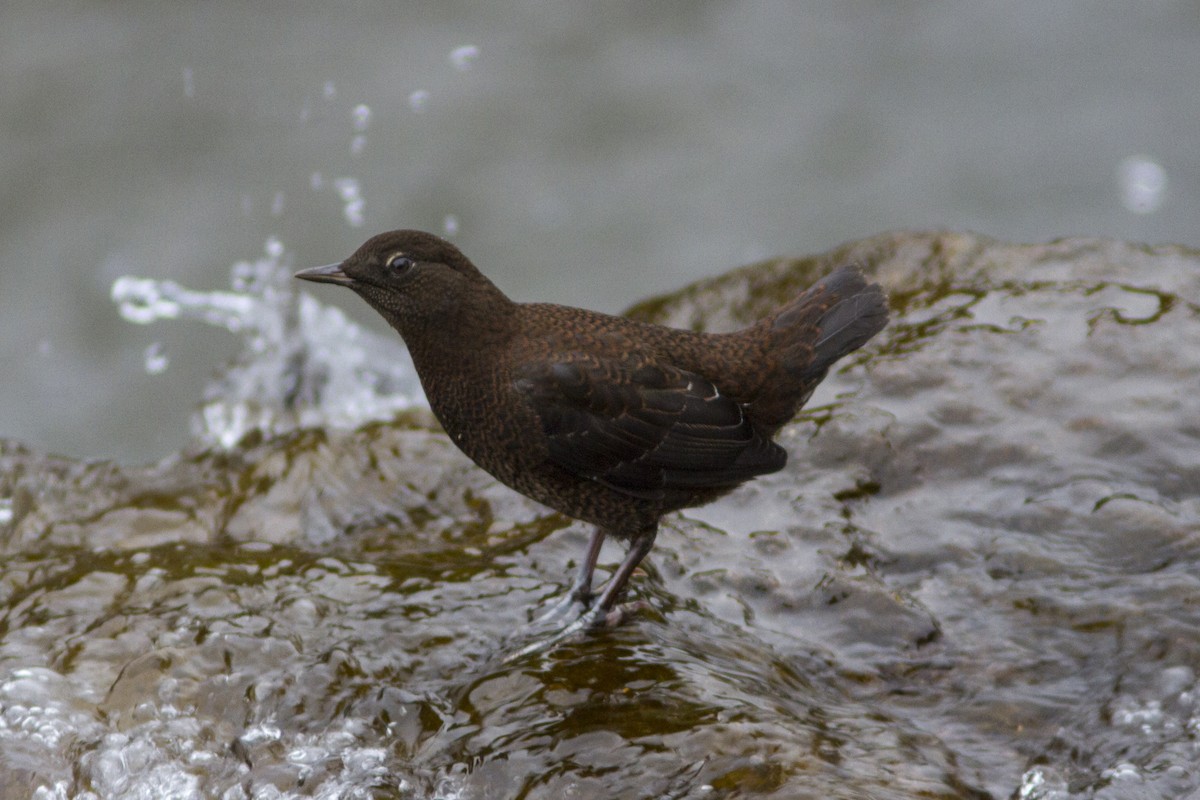 Brown Dipper - Paul Hyde