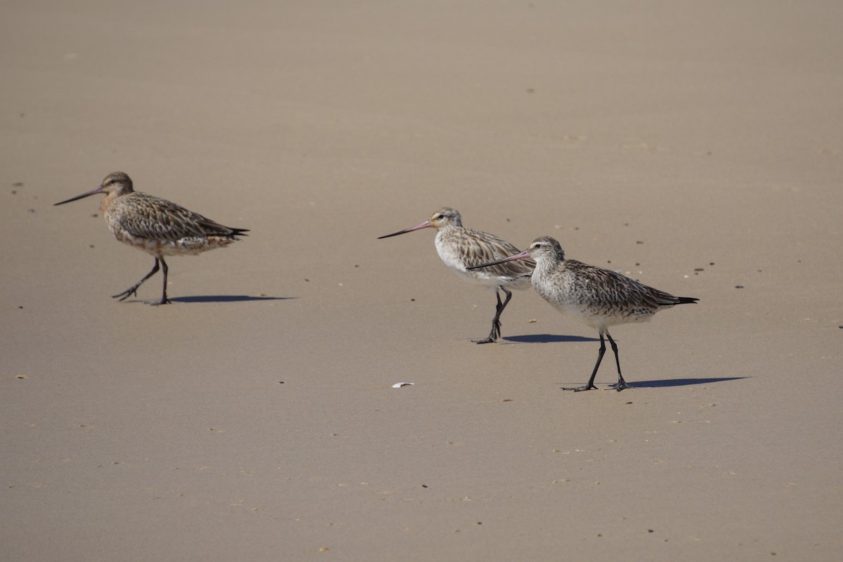 Bar-tailed Godwit - Jim Imeson