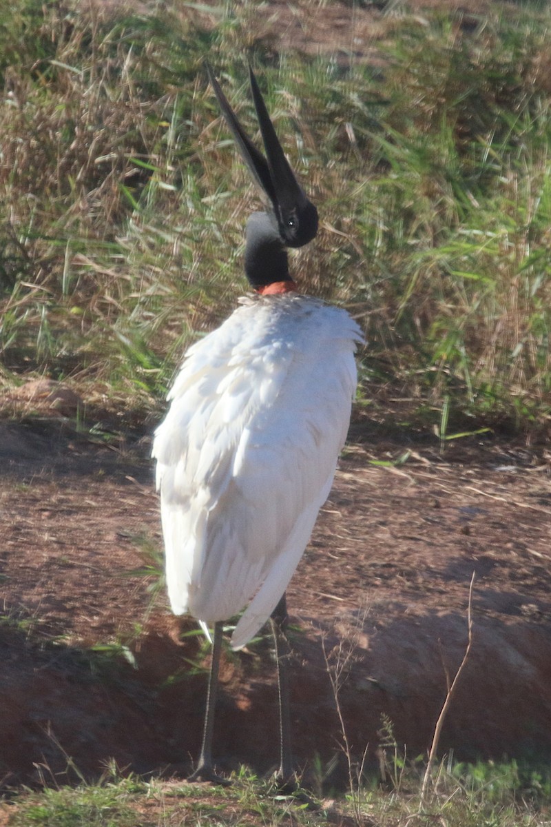 Jabiru - ML148957331