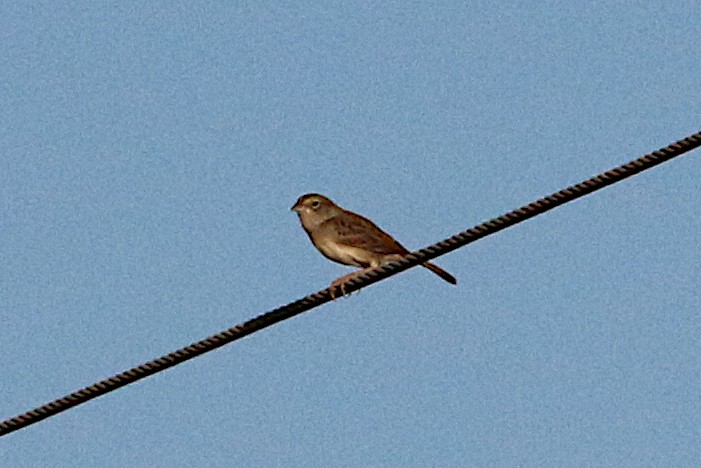 Grassland Sparrow - ML148958061