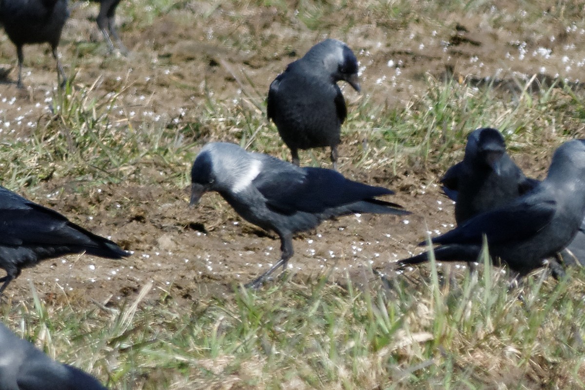 Eurasian Jackdaw - ML148958321