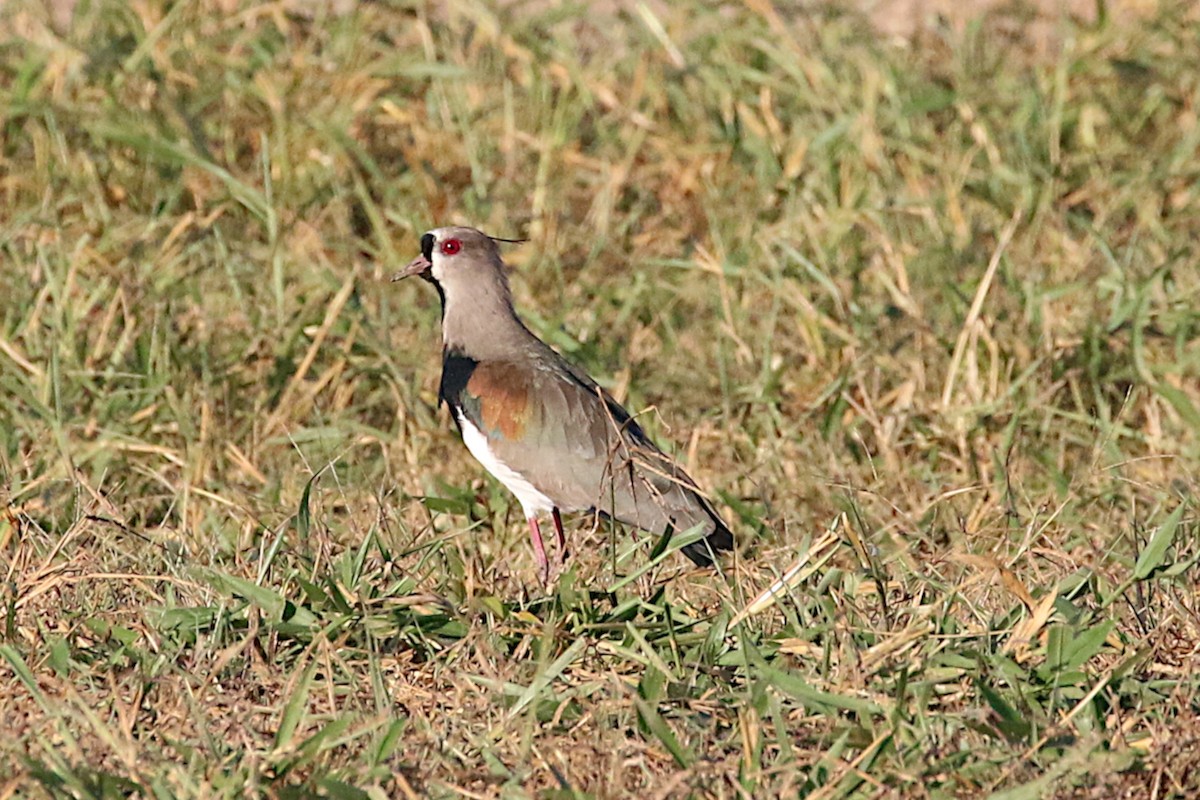 Southern Lapwing (lampronotus) - ML148958731