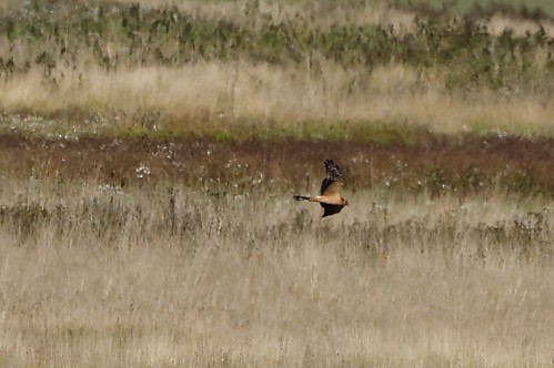 Pallid Harrier - ML148959391