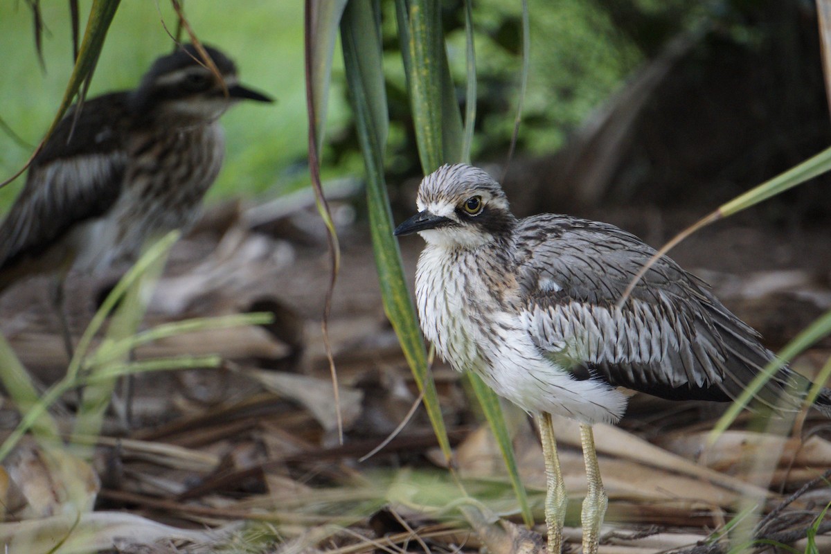 Bush Thick-knee - Jim Imeson