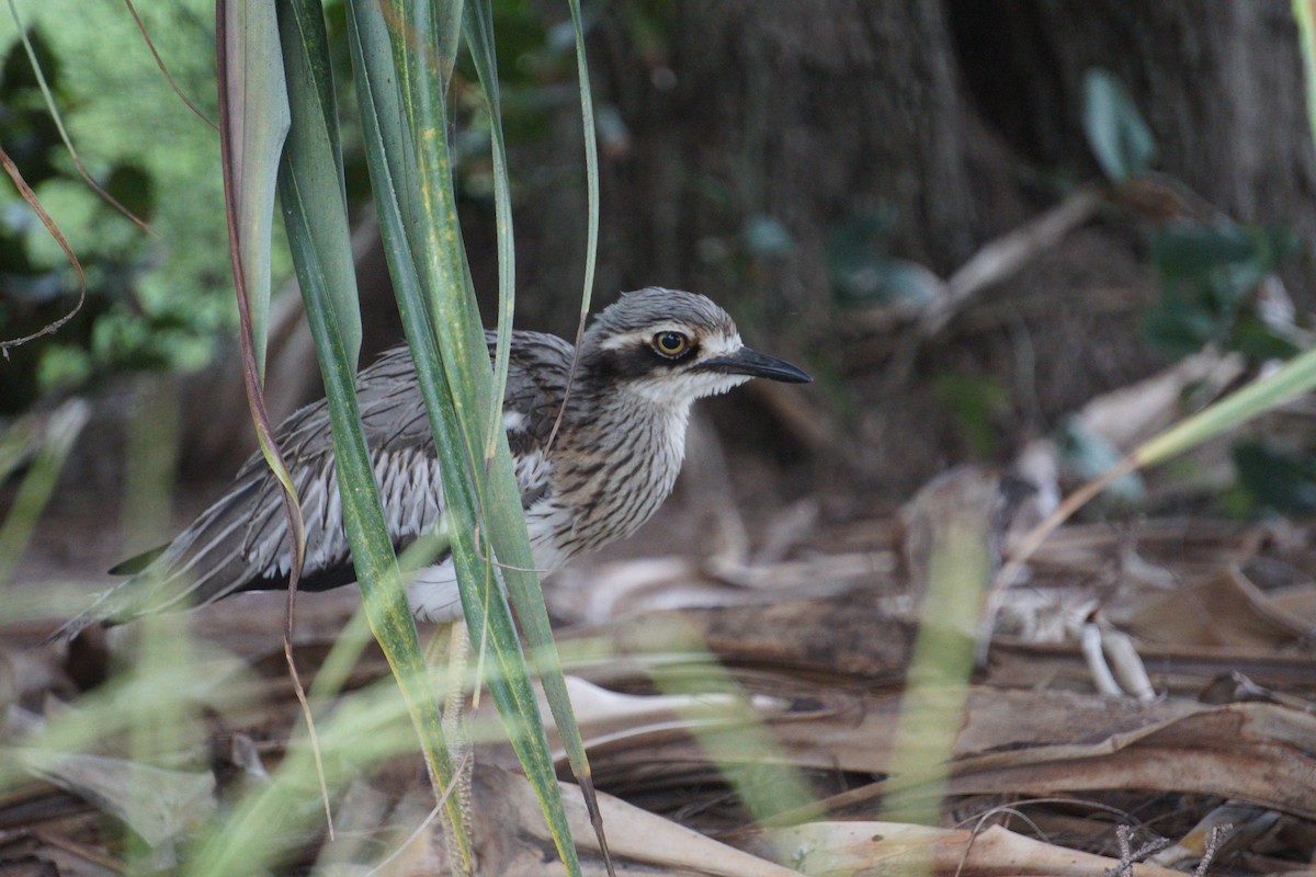 Bush Thick-knee - ML148959481