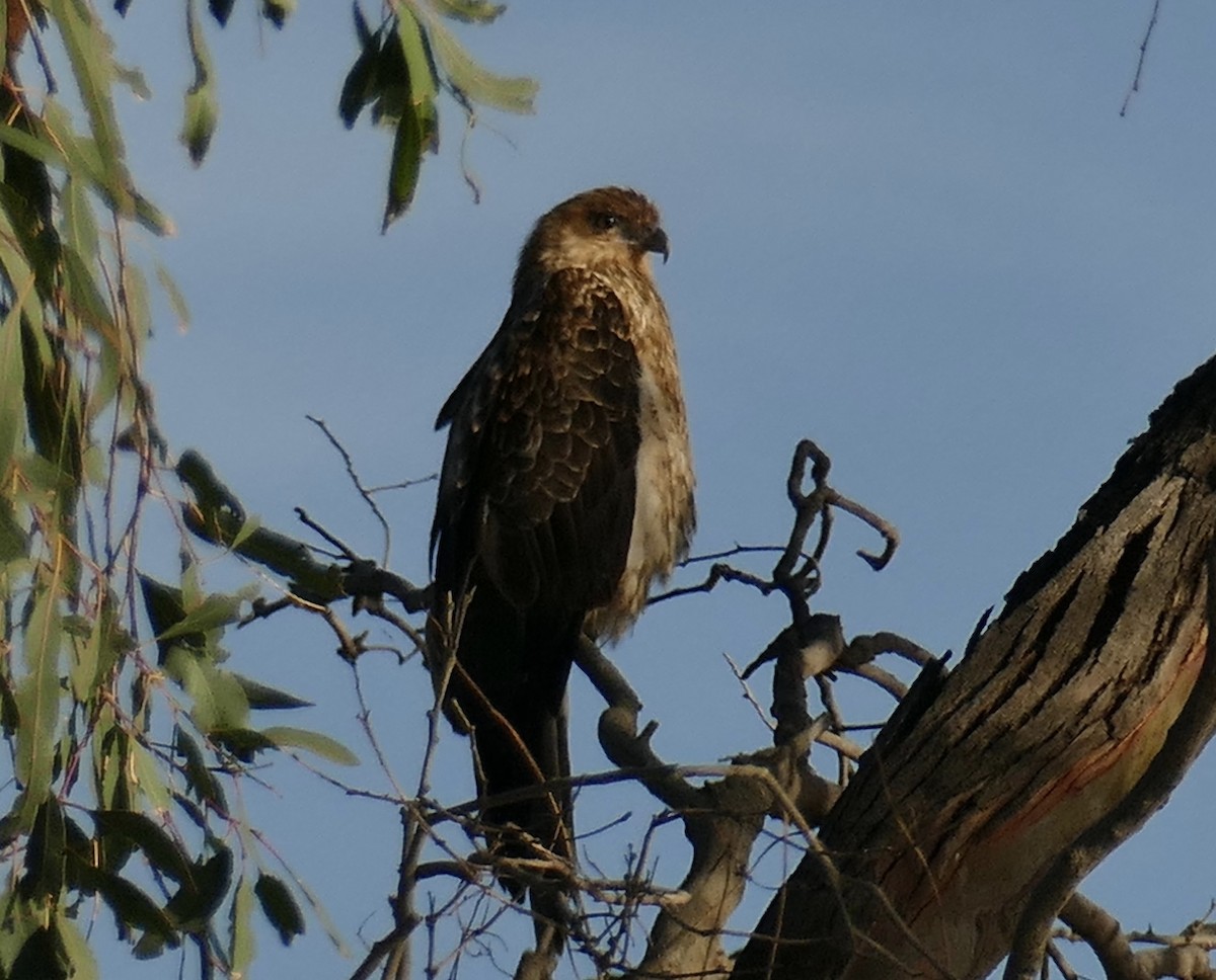 Whistling Kite - ML148959641